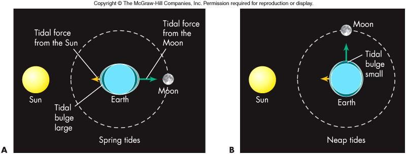 Solar Contributions to Tides When the Sun and Moon line up (new and full Moon), abnormally large spring tides