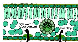 depleted in Calvin cycle causes problems in Calvin Cycle O 2 O 2 H 2 O xylem (water)