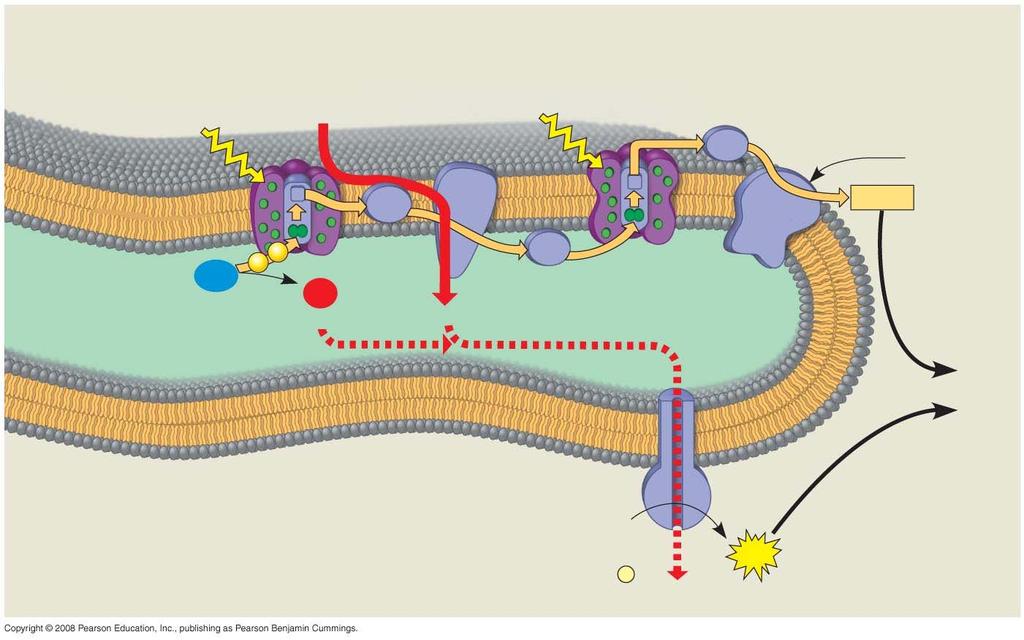 Fig. 10-17 The light reactions and chemiosmosis: the organization of the thylakoid membrane STROMA (low H + concentration) Light Photosystem II 4 H + Cytochrome complex Light Photosystem I Fd NADP +