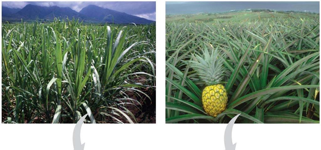 Fig. 10-20 Sugarcane C 4 Pineapple CAM CO 2 CO 2 Mesophyll cell Organic acid 1 CO 2