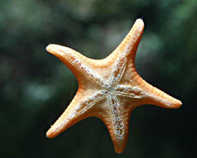 6. The picture above shows a starfish common to the Mediterranean Sea. They are a problem because they tangle fishing nets and eat shellfish, such as oysters.