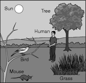 11. What is the original source of energy for the organisms in the picture below? A. grass B. mouse C. water D. sunlight 12.