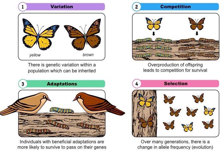 Natural Selection Variation: Heritability: Overproduction: Reproductive Advantage Driven by Environment Factors