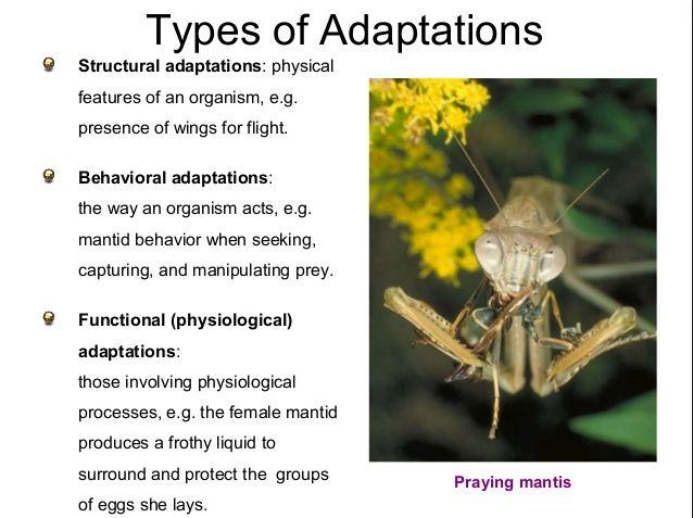 Adaptation: 1. Morphological adaptations: 2.