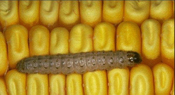 Resistance of Corn Rootworm to BT