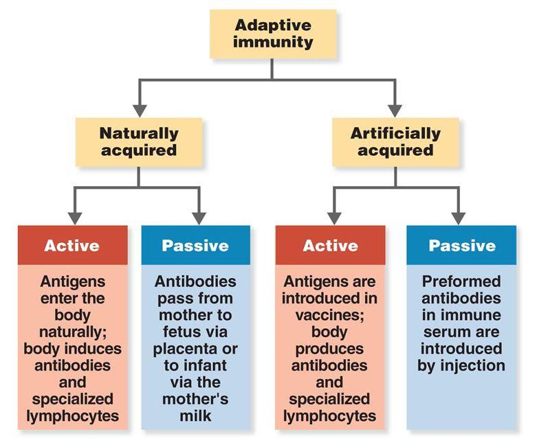 Difference between artificially acquired active