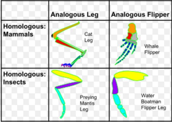 Comparative anatomy: Homologous structures vs Analogous structures Homologous: Underlying anatomical commonalities demonstrating descent from a common ancestor.