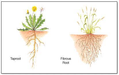 Boys and girls, Did you know that there are only 2 types of roots?