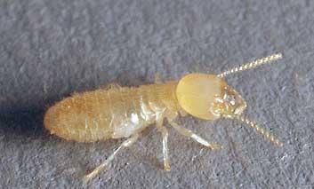 Eastern Subterranean Termite Introduction Subterranean termites are the single greatest economic pest in the United States.