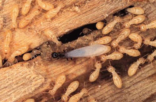 Colony Establishment During the daylight hours of the spring months (March- May in Virginia) homeowners may begin to see winged termites emerge in large numbers inside their home or from the soil
