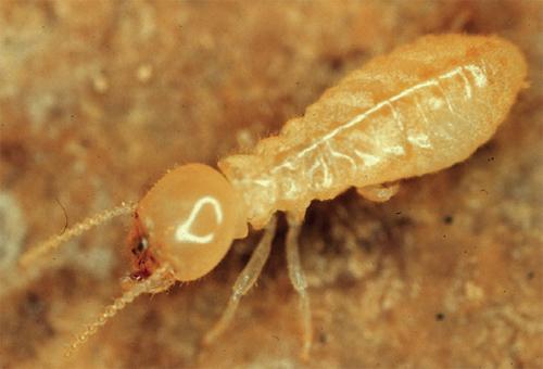 parent colony. This splitting or budding of the nest expands the original colony s foraging territory. Worker Caste Subterranean termite workers are the caste found in infested wood.