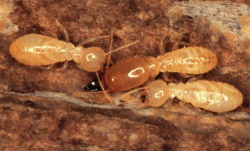 The youngest termite workers perform the domestic tasks inside the colony like feeding, grooming and caring for the young, while the older, more expendable workers take on the hazardous jobs of
