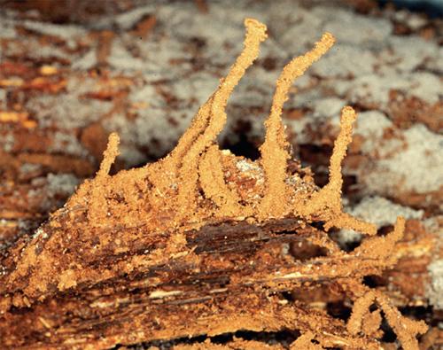 Subterranean Termite Behavior It is not known exactly how subterranean termites locate sources of food.