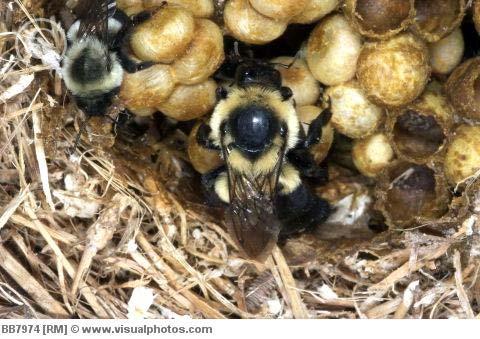 Bumble bees (Hymenoptera: Apidae) are considered to be primitively eusocial.