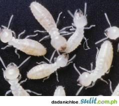 In contrast to the haplodiploidy of Hymenoptera, termite sex is determined universally by an XX/XY chromosome system. There is, therefore, no genetic predisposition towards kinship-based eusociality.