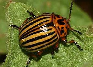 Coleoptera - Beetles Largest order of insects Complete metamorphosis - larvae are grubs Colorado Potato Beetle