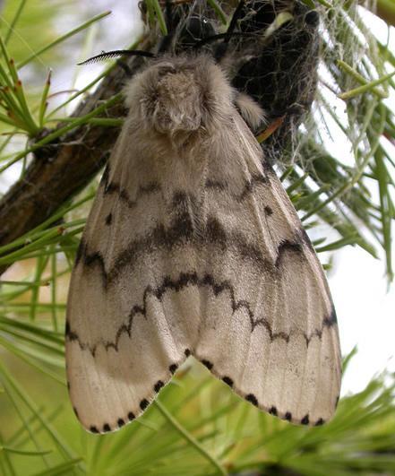 Lepidoptera Butterflies, Moths Complete