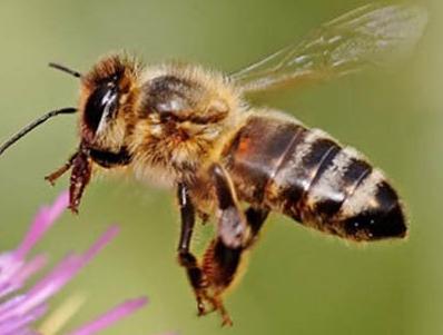 Hymenoptera Ants, Bees, Wasps, Sawflies Complete metamorphosislarvae are maggot like Chewing mouthparts in larvae Honey