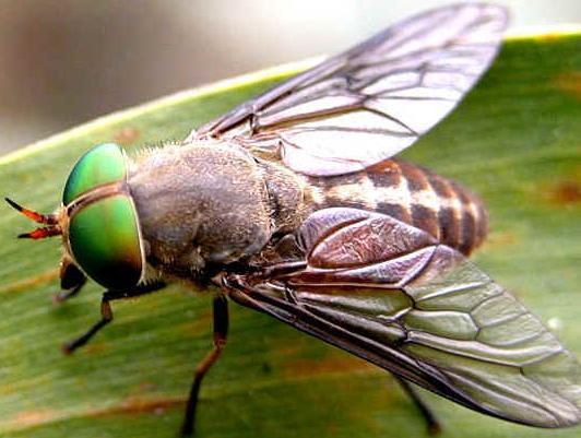 Diptera True Flies Complete metamorphosis larvae are maggots Chewing