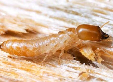 Isoptera - Termites Termite Specialized life cycle that includes; egg, larvae, nymph, worker, soldier, king, and queen Chewing mouthparts in larvae and variable in adults