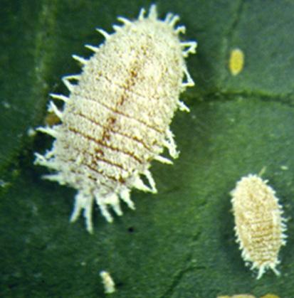 Mealybug Soft scale insects that