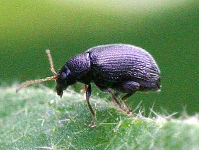 Flea Beetles Feed on