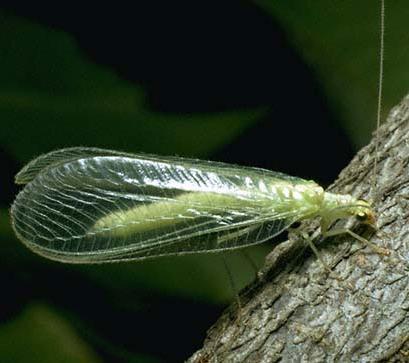 Lacewing Adults and