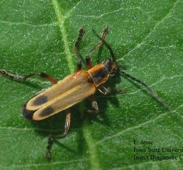 Soldier Beetle Adults feed mostly on