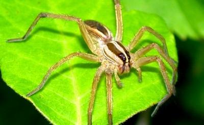 Spiders Feed on insects
