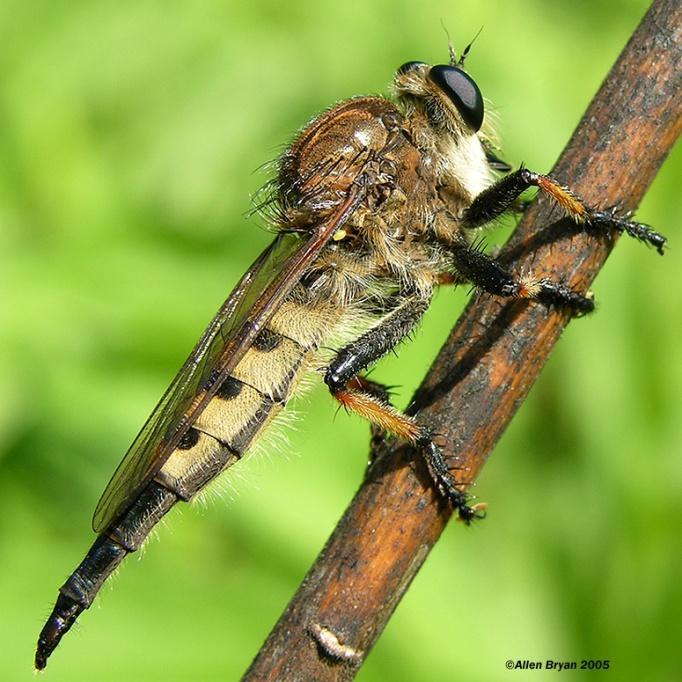 Robber Fly Both adults and