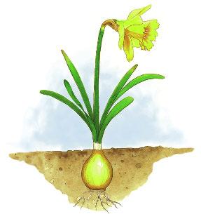 daffodil flower bulb A daffodil bulb grows under the ground. 4 How do daffodils grow? Most plants grow from seeds.