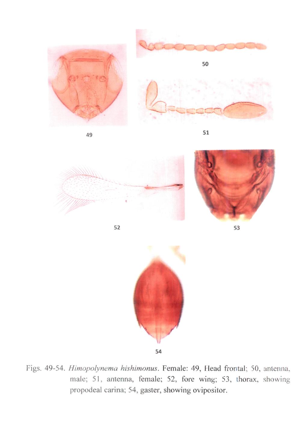m ' %/ ' ^ _ 50 49 51 %^>s 52 53 Figs. 49-54. Himopolynema hishimonus.