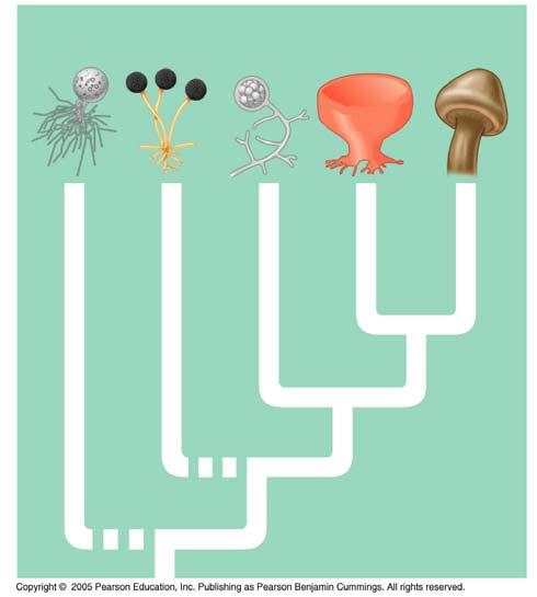 5. Give some examples of how fungi are important to humans. _ 6. Directions: Using Figure 31.