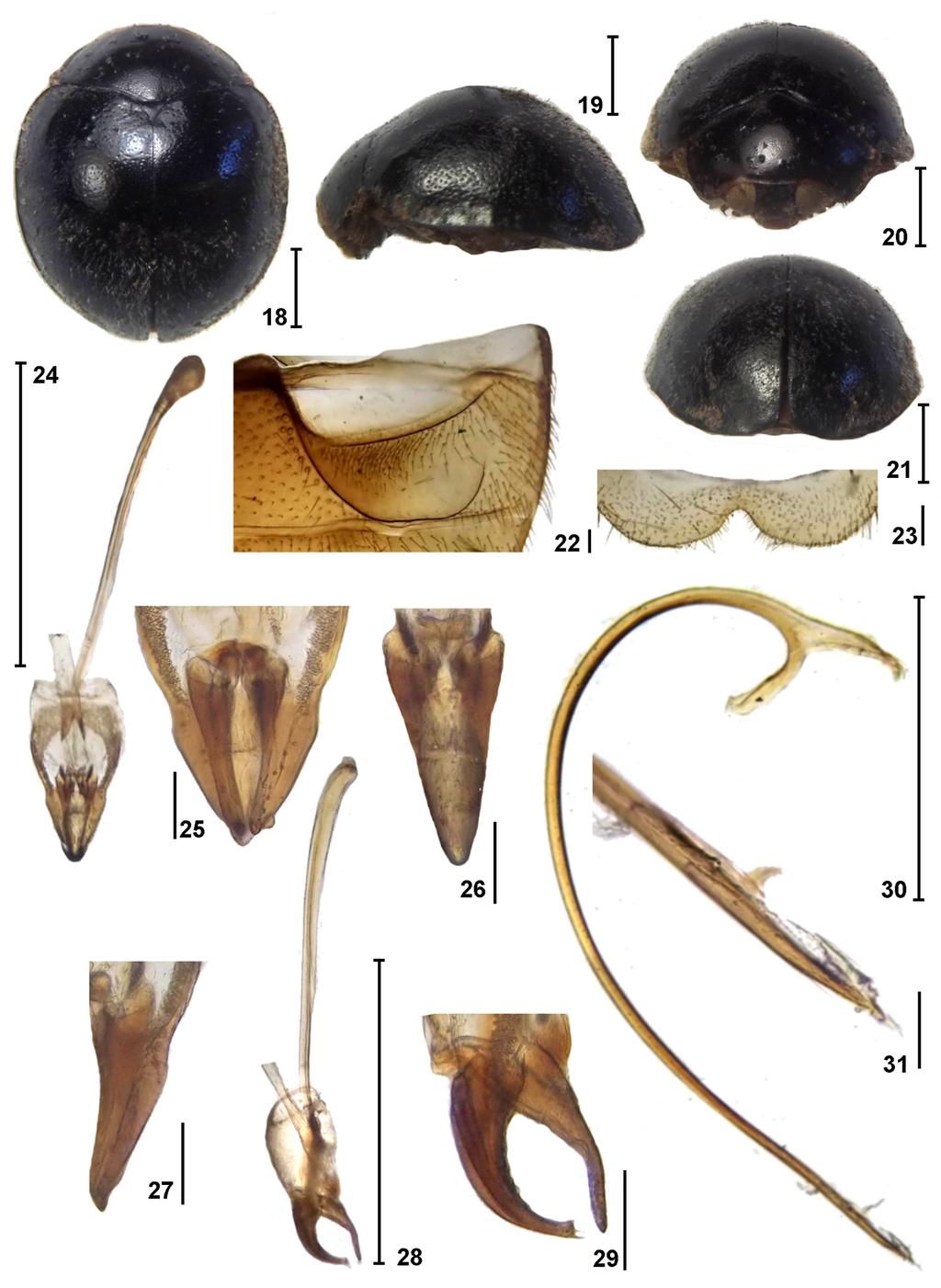 FIGURES 18 31. Zenoria westerduijni sp. nov. 18 31: Holotype male.