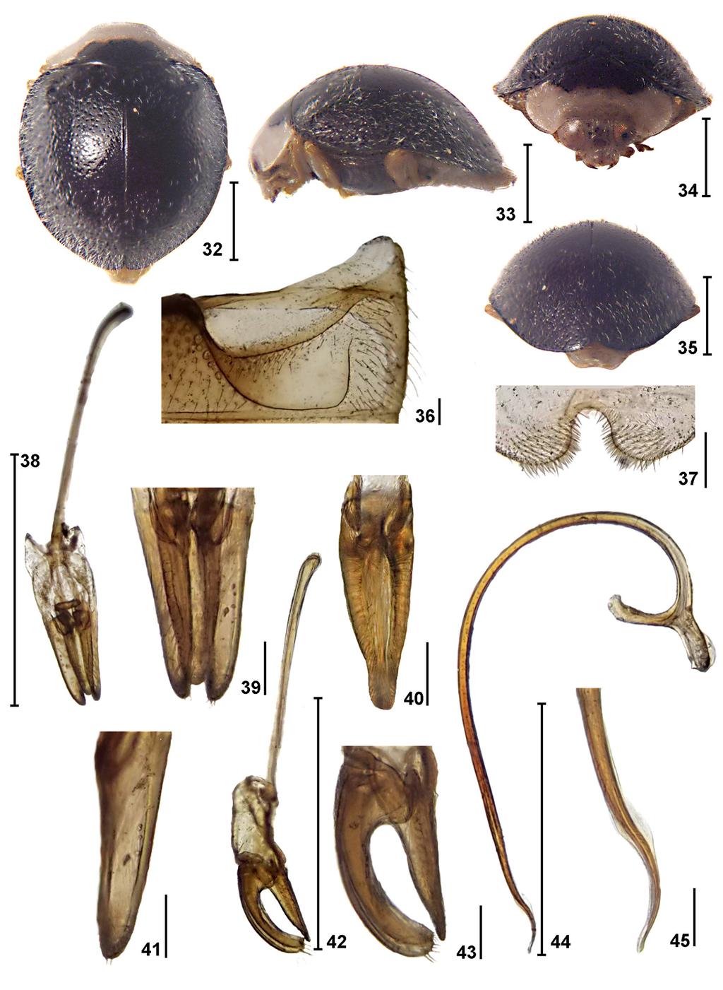 circumcincta Gordon, 1971; Z. emarginata Gordon, 1971; Z. linteolata Mulsant, 1850 and Z. purpurea Gordon, 1972. The new species differs from Z.