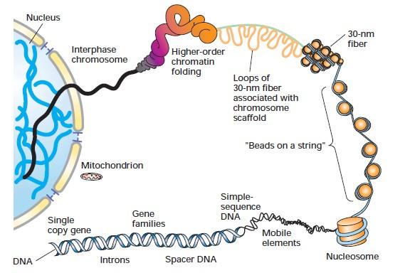 FIGURE 10-1 Overview of the structure of genes and chromosomes. DNA of higher eukaryotes consists of unique and repeated sequences.