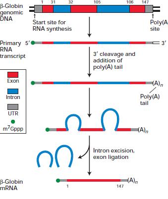 FIGURE 4-14 Overview of RNA processing