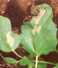 Phytophthora leaf blight- Phytophthora parasitica var.