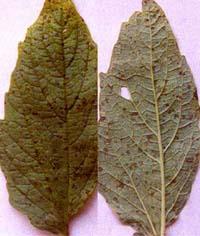 Corynespora blight Corynespora cassiicola Symptoms On leaves purple brown specks which develop into large spots Infected