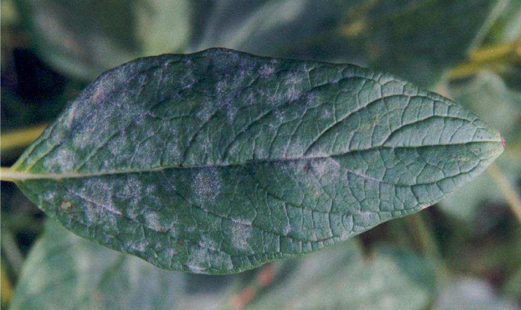 Powdery mildew Erysiphe cichoracearum Symptom Small white powdery growth appear on the upper surface of leaves.