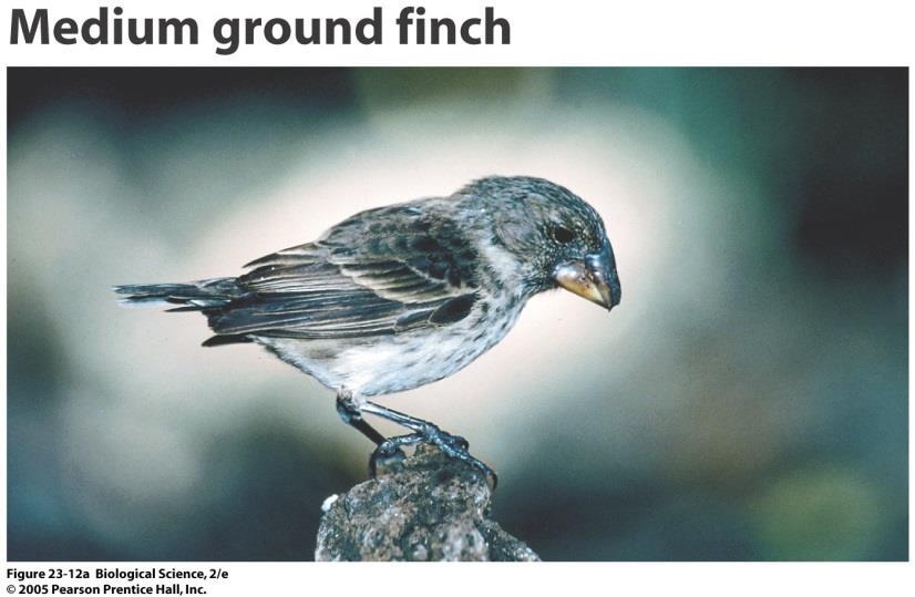Evolution in Action: Galapagos Finches 21 Finches on some of the Galapagos Islands studied since early 1970 s Peter & Rosemary Grant Finch population had variation in many