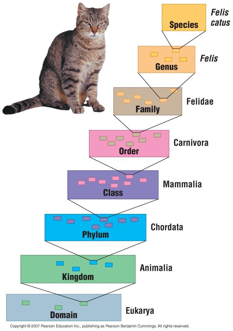 Species Diversity & Unity 3 Hierarchy of classification What are some of the