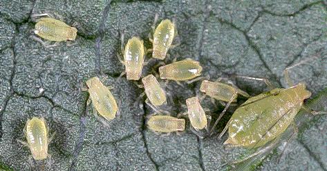 Homoptera Aphids Cicadas,