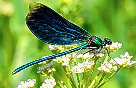 Dragonflies & damselflies Odonata