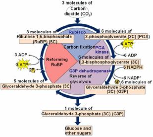 Your explanation should be brief and concise, should refer to the figures, and should use the following key words correctly: pyruvate ATP synthase, CO 2, cytochrome, electron transport chain,