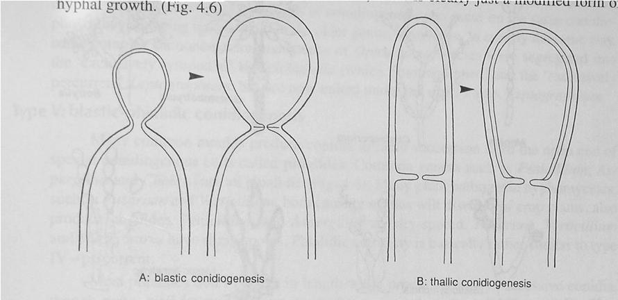 Asexual reproduction - formation of conidiospores (mitotic