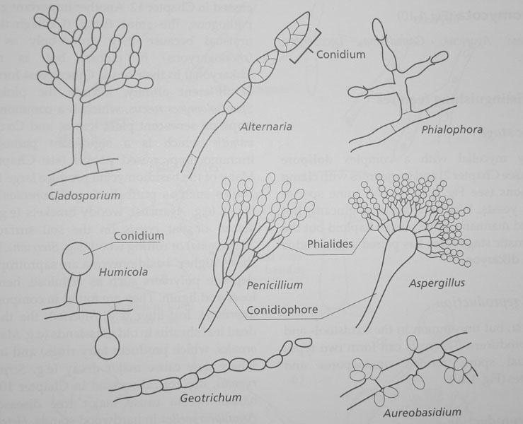 spores) Diversity of forms in the Ascomycota ==> taxonomic