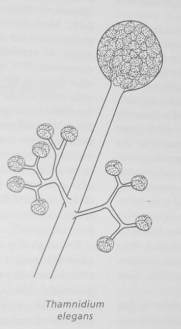 edu) Chlamydospore formed by hyphae in the gills of the mushroom Nyctalis