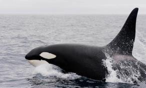 fish-eating orca ecotypes Threatened by: declining salmon populations