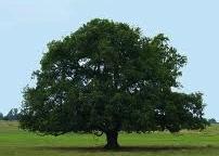 Tree Growth Question Oak Tree Questions What does